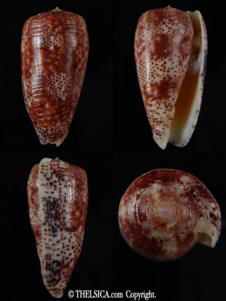 Textilia adamsonii 47.25 mm Gem-0
