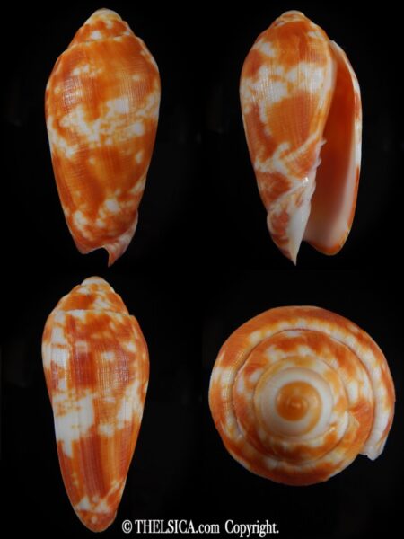Volutoconus coniformis 71,10 mm Gem-0