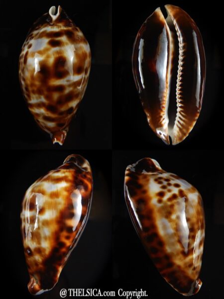 Zoila friendii friendii 73,50 mm Gem -0