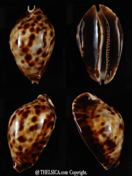 Zoila friendii friendii ... DWARF .. 50,91 mm Gem-0