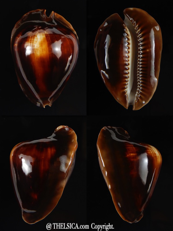 Zoila rosselli rosselli ..Clarkson ... 45,65 mm F+++/Gem-59507