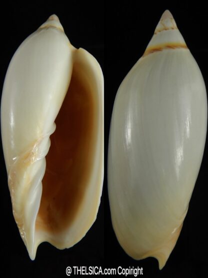Amoria grayi 112.61 mm F+++/Gem-0