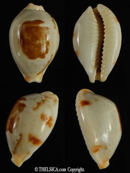 Bistolida brevidentata deceptor 26.52 mm Gem (-)-0