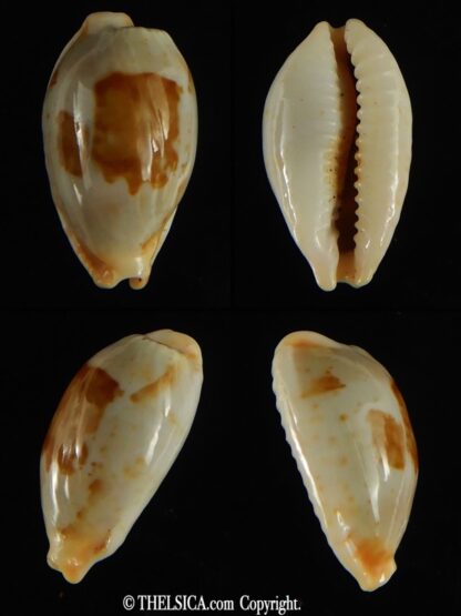 Bistolida stolida lorrainae 20.96 mm Gem-0