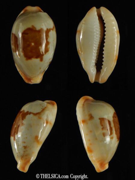 Bistolida stolida lorrainae 26.47 mm F+++/Gem-0
