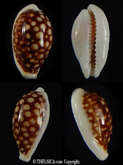 Cribrarula abaliena australiensis 26.41 mm Gem-0