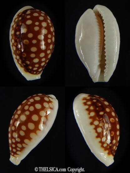 Cribrarula abaliena australiensis 26.82 mm Gem-0