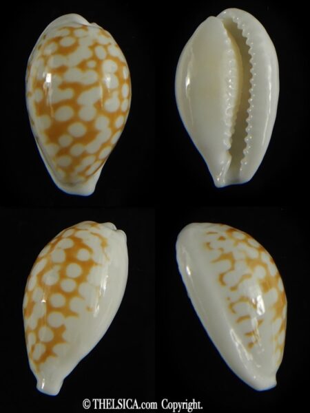 Cribrarula cribraria zadela 20,80 mm Gem-0