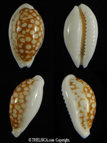 Cribrarula cribraria zadela 21.92 mm Gem-0