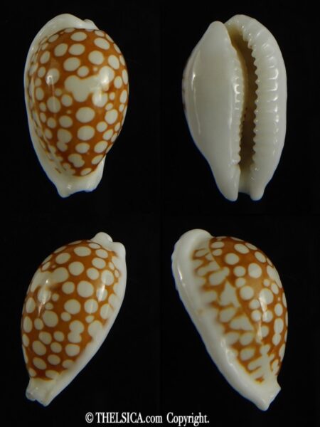 Cribrarula cribraria zadela 23.82 mm Gem-0