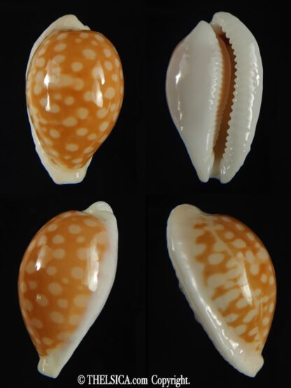 Cribrarula fallax antonellae 32.20 mm Gem-0