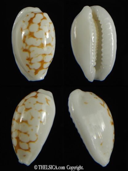 Cribrarula cribraria melwardi ... 18.27 mm Gem-0