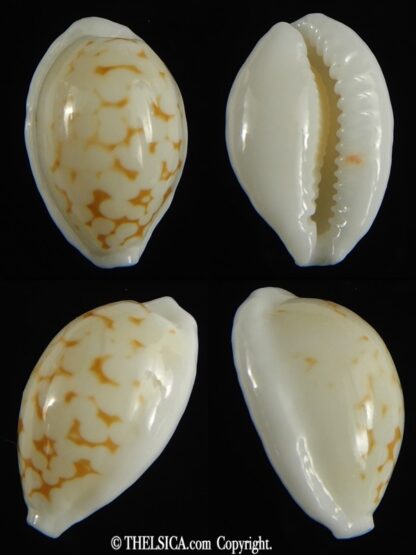 Cribrarula cribraria melwardi ... 18.60 mm Gem-0