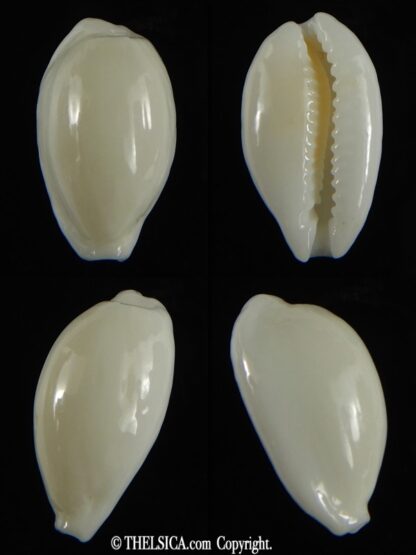 Cribrarula cribraria melwardi ... 19.16 mm Gem-0