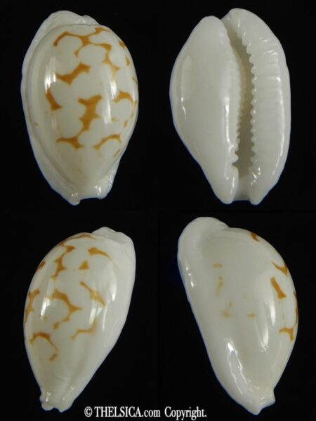 Cribrarula cribraria melwardi ...20.47 mm Gem-0