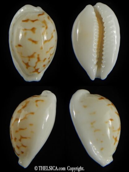 Cribrarula cribraria melwardi ...20.68 mm Gem-0