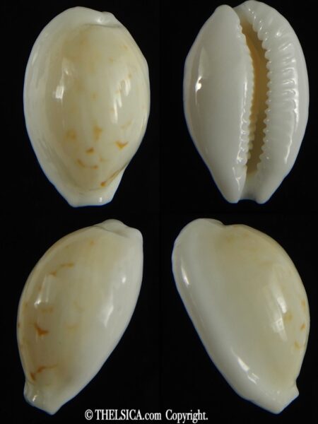 Cribrarula cribraria melwardi ...22.25 mm Gem-0