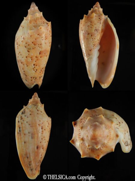 Cymbiola complexa 97.06 mm F+++/Gem-0