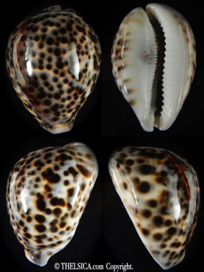 Cypraea tigris pardalis 87.23 mm Gem-0