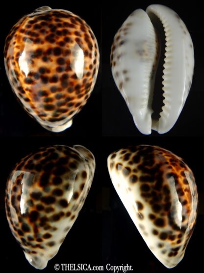 Cypraea tigris pardalis 95.90 mm Gem-0