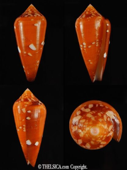 Darioconus crocatus crocatus 55.39 mm Gem-0