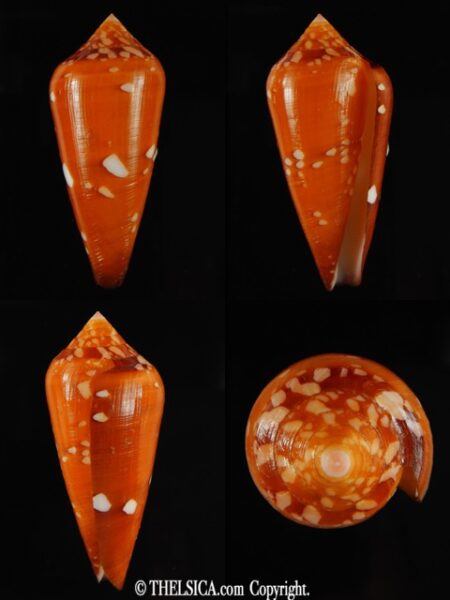 Darioconus crocatus crocatus 55.39 mm Gem-0