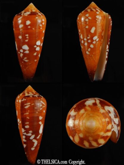 Darioconus crocatus crocatus 62.34 mm Gem-0