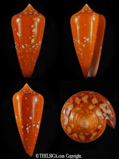 Darioconus crocatus crocatus 66.29 mm Gem-0