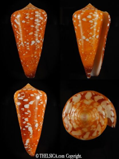 Darioconus crocatus crocatus 67.07 mm Gem-0