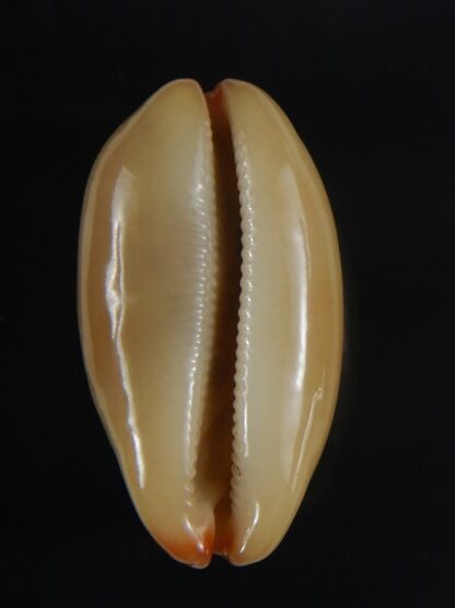 Luria isabella isabella ... Rusty ... 27.25 mm Gem -60781