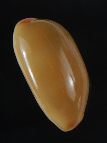 Luria isabella isabella ... Rusty ... 27.25 mm Gem -60785