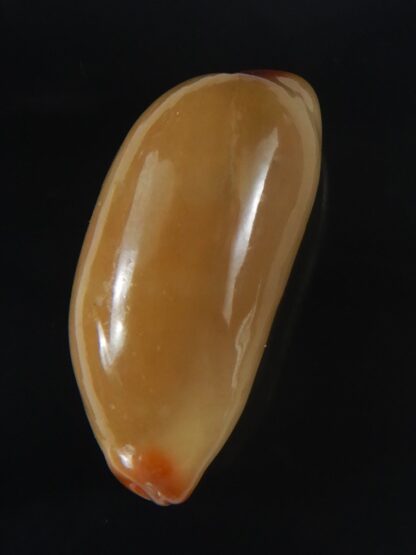 Luria isabella isabella ... Rusty ... 27.25 mm Gem -60784