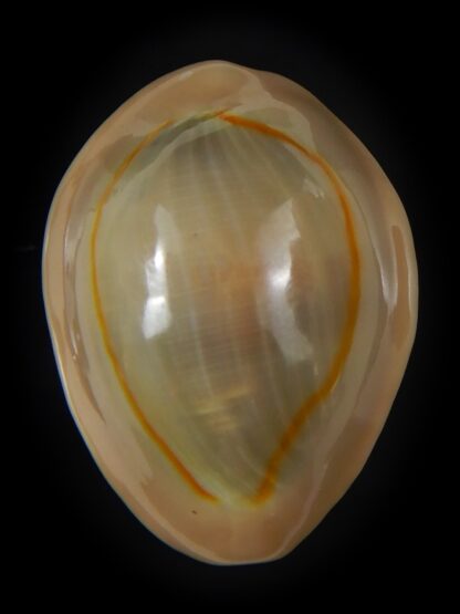 Monetaria annulus circumpicta ... VERY BIG SIZE... 31.38 mm Gem-60822