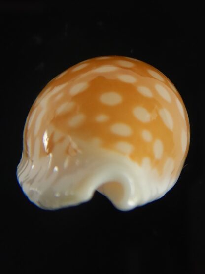 Cribrarula fallax antonellae 32.20 mm Gem-60726