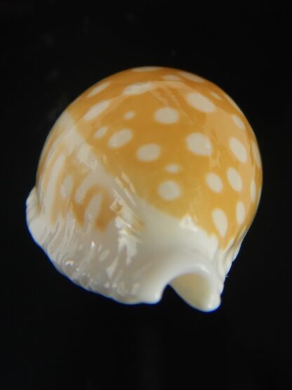 Cribrarula fallax antonellae 33.76 mm F+++/Gem-60742