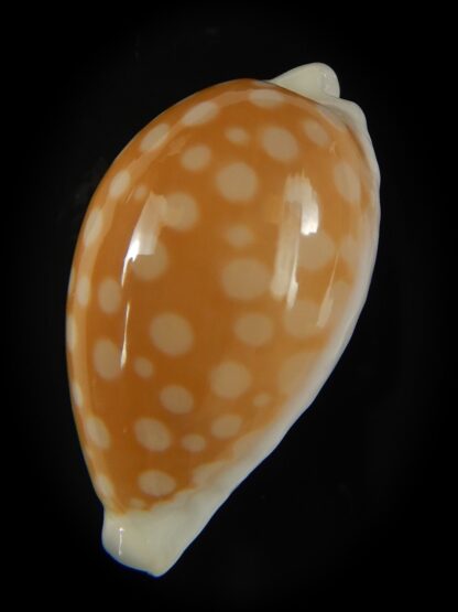 Cribrarula fallax antonellae 29.86 mm Gem-60716