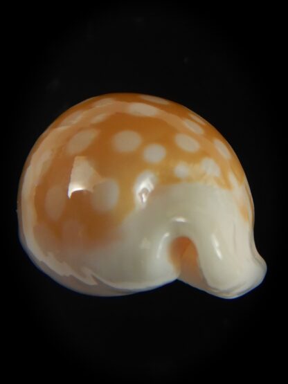 Cribrarula fallax antonellae 29.86 mm Gem-60712