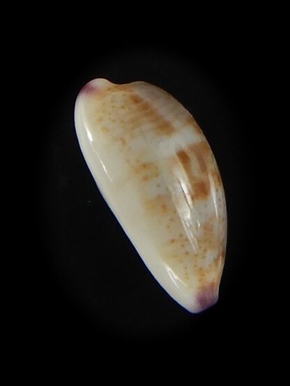 Purpuradusta fimbriata unifasciata 11.18 mm Gem-60984