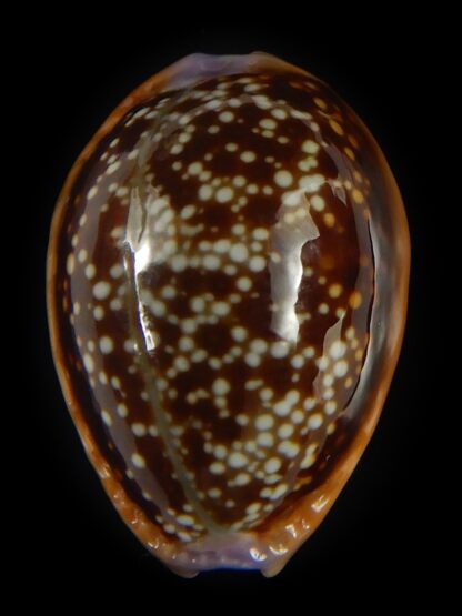 Naria helvola citrinicolor .. 21.58 mm Gem-60939
