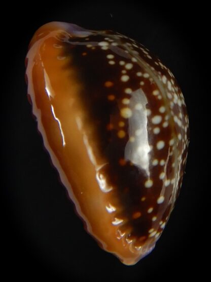 Naria helvola citrinicolor .. 21.58 mm Gem-60942