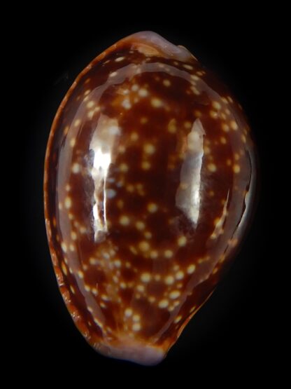 Naria helvola citrinicolor .. 23.16 mm Gem-60967