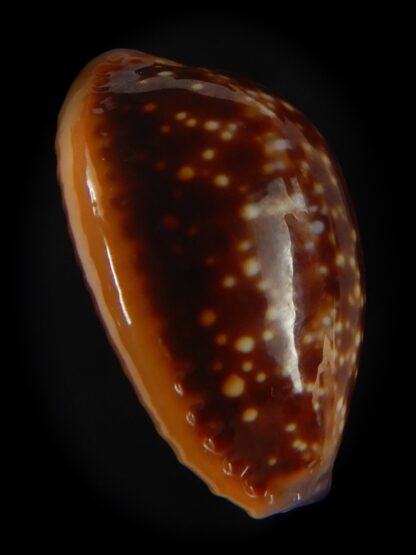 Naria helvola citrinicolor .. 23.16 mm Gem-60972