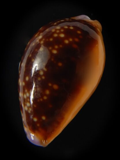 Naria helvola citrinicolor .. 23.16 mm Gem-60971