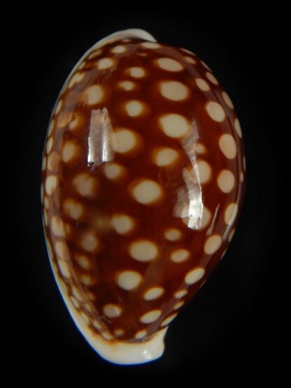 Cribrarula abaliena australiensis 30 mm Gem-60699