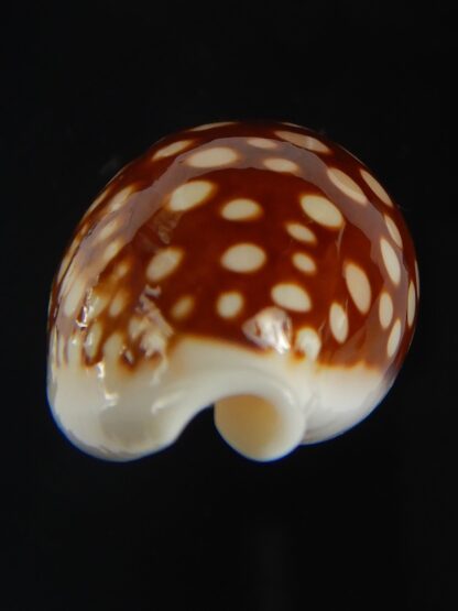 Cribrarula abaliena australiensis 30 mm Gem-60700