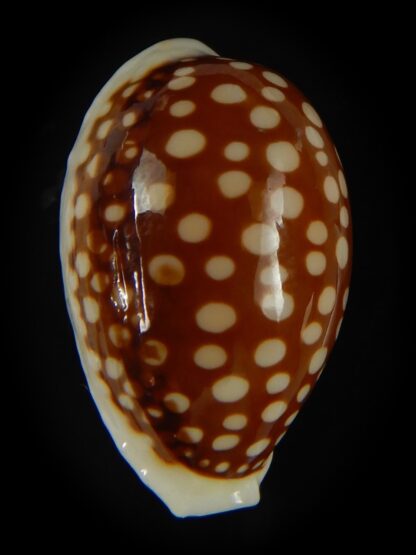 Cribrarula abaliena australiensis 26.82 mm Gem-60683