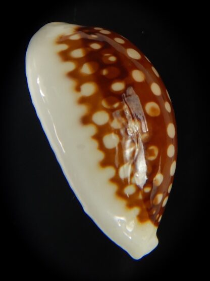 Cribrarula abaliena australiensis 26.82 mm Gem-60684