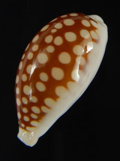 Cribrarula abaliena australiensis 26.82 mm Gem-60688