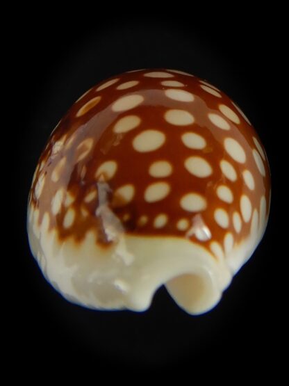 Cribrarula abaliena australiensis 26.82 mm Gem-60687