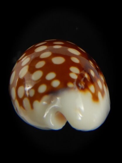 Cribrarula abaliena australiensis 26.82 mm Gem-60685